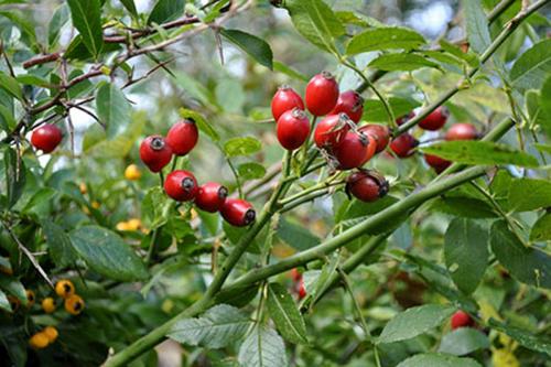  خواص و فواید میوه گل نسترن 