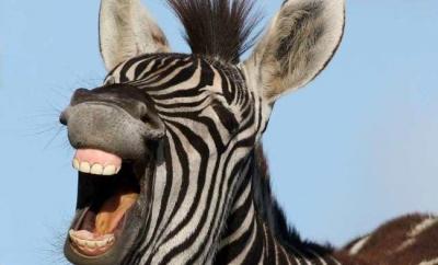عکس/ خنده گورخری سیاه و سفید