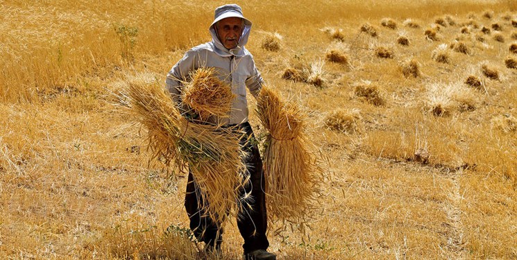  پول گندمکاران چگونه پرداخت شد 
