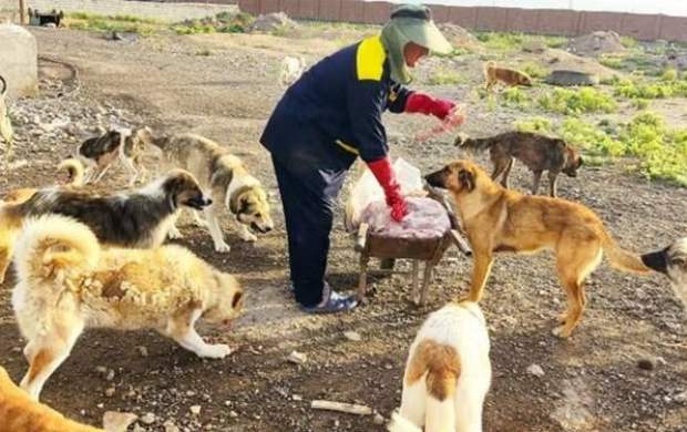 انتقال بیماری خطرناکی از سگ ها