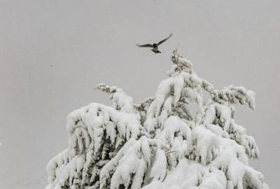 بارش شدید برف در لواسان
