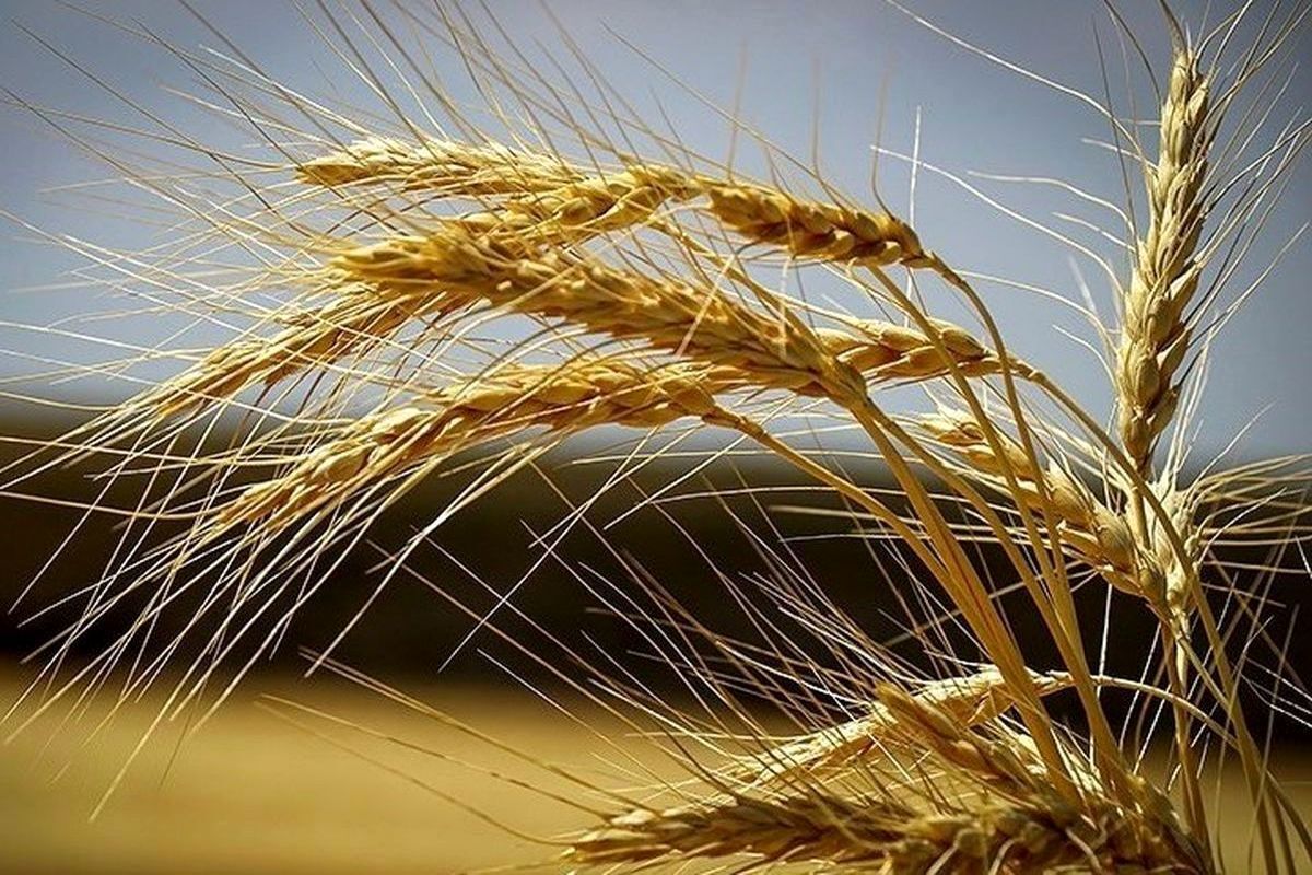 قیمت خرید تضمینی گندم از سوی وزارت جهاد