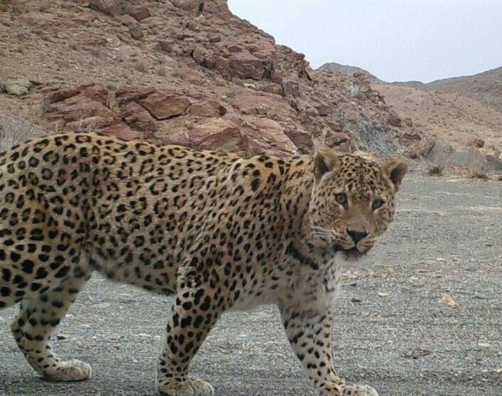 فیلم/ پلنگ در منطقه شکار ممنوع دربند مشکول اردبیل