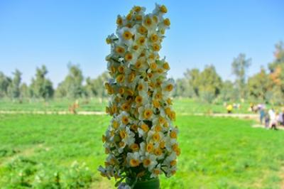 نرگسِ «بِهبهان»