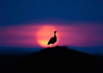 عکس/ لحظات ناب غروب با حیات وحش 