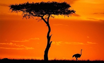 عکس/ لحظات ناب غروب با حیات وحش 