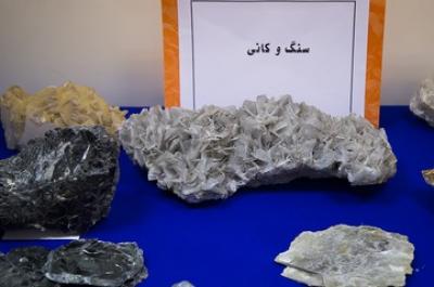 عکس/ فسیل های هفت میلون ساله رونمایی شد