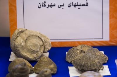 عکس/ فسیل های هفت میلون ساله رونمایی شد