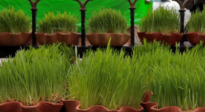 حال و هوای نوروز در بازار گل محلاتی