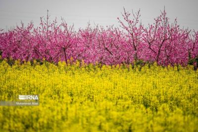 شکوفه‌های بهاری 