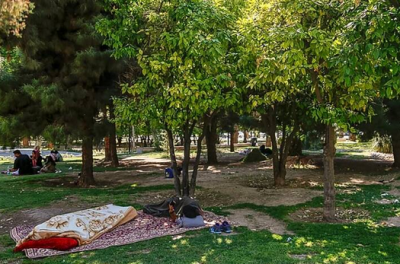 باز شدن شکوفه‌های بهار نارنج شیراز