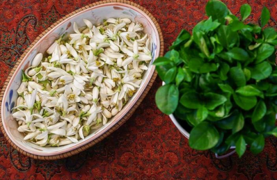 باز شدن شکوفه‌های بهار نارنج شیراز