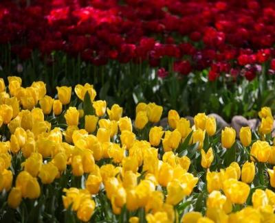 عکس/ جشنواره لاله‌های باغ ایرانی