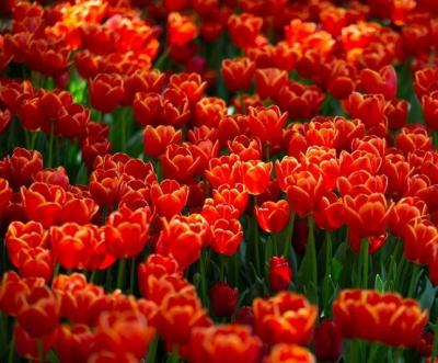 عکس/ جشنواره لاله‌های باغ ایرانی