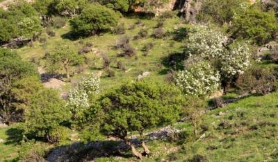 طبیعت بهاری دره خان ارومیه 