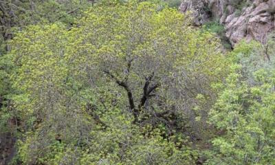 طبیعت بهاری دره خان ارومیه 