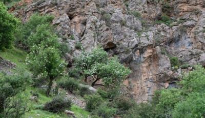 طبیعت بهاری دره خان ارومیه 