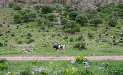 طبیعت بهاری دره خان ارومیه 