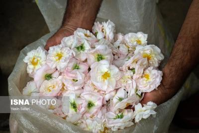  گلاب روستای گیلده گیلان 