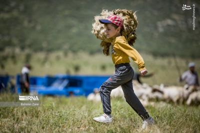 پشم چینی گوسفندان عشایر