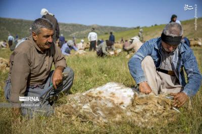 پشم چینی گوسفندان عشایر