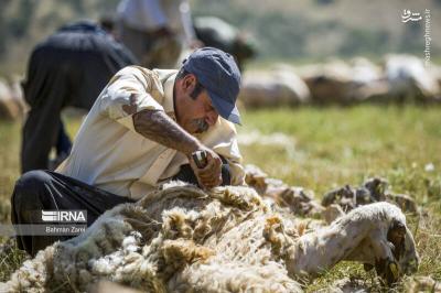 پشم چینی گوسفندان عشایر