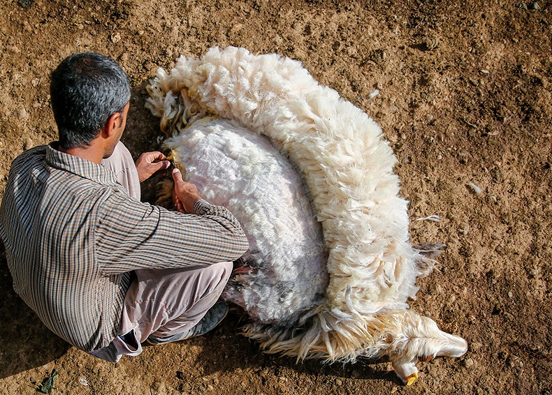 پشم چینی گوسفندان عشایر