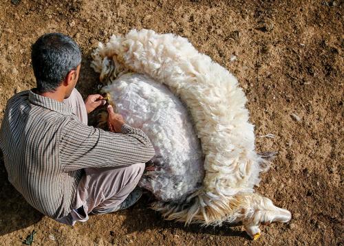پشم چینی گوسفندان عشایر