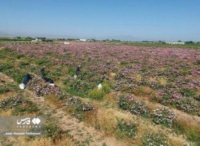 برداشت گل محمدی در همدان