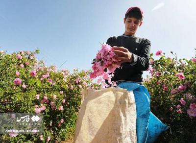 برداشت گل محمدی در همدان