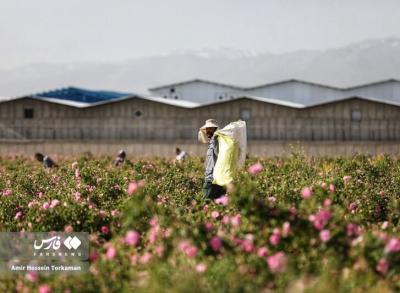 برداشت گل محمدی در همدان