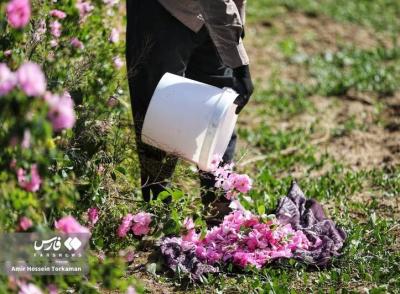 برداشت گل محمدی در همدان