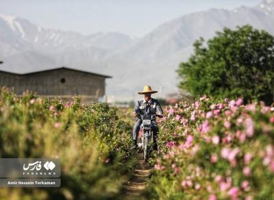 برداشت گل محمدی در همدان