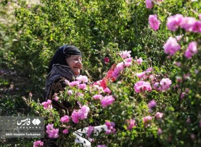 برداشت گل محمدی در همدان