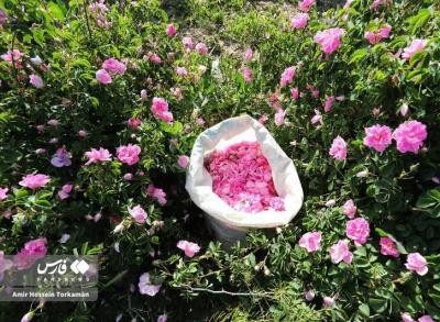 برداشت گل محمدی در همدان