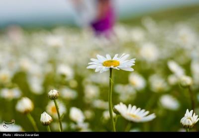 گل های بابونه فندقلو اردبیل 