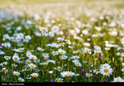 گل های بابونه فندقلو اردبیل 