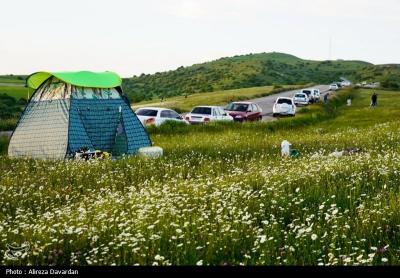 گل های بابونه فندقلو اردبیل 
