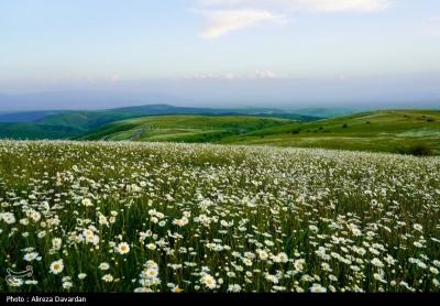 گل های بابونه فندقلو اردبیل 