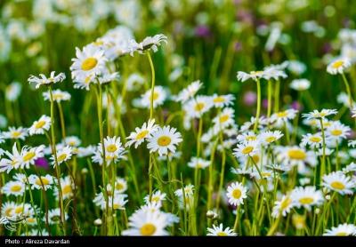 گل های بابونه فندقلو اردبیل 