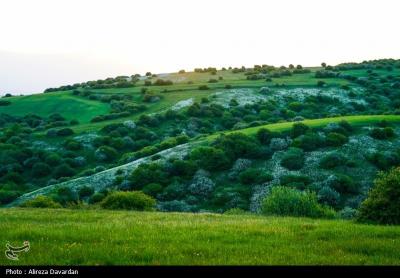 گل های بابونه فندقلو اردبیل 