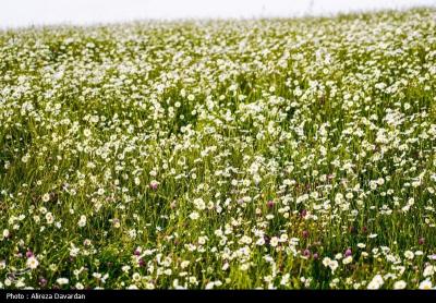 گل های بابونه فندقلو اردبیل 