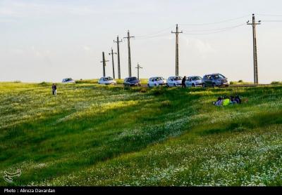 گل های بابونه فندقلو اردبیل 