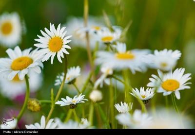 گل های بابونه فندقلو اردبیل 