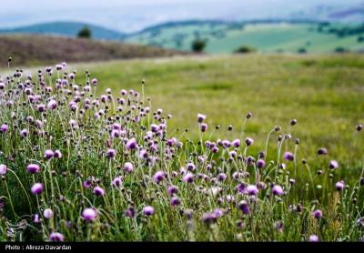 گل های بابونه فندقلو اردبیل 