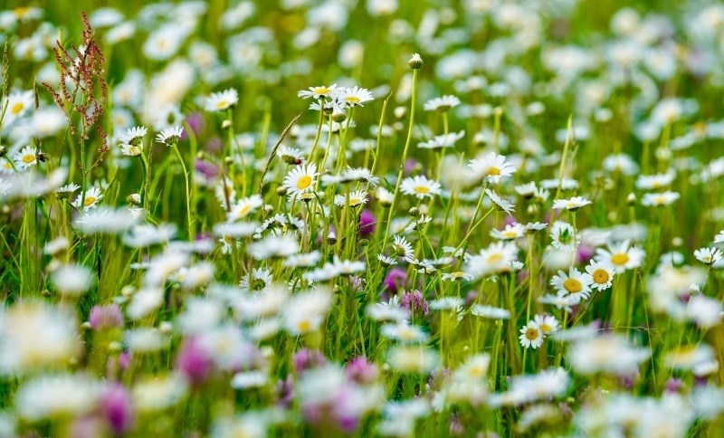 گل های بابونه فندقلو اردبیل 