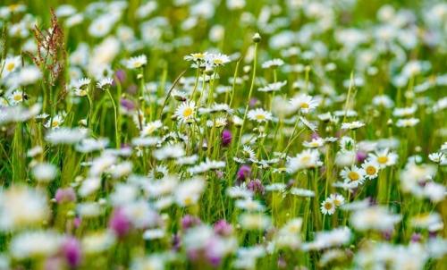 گل های بابونه فندقلو اردبیل 