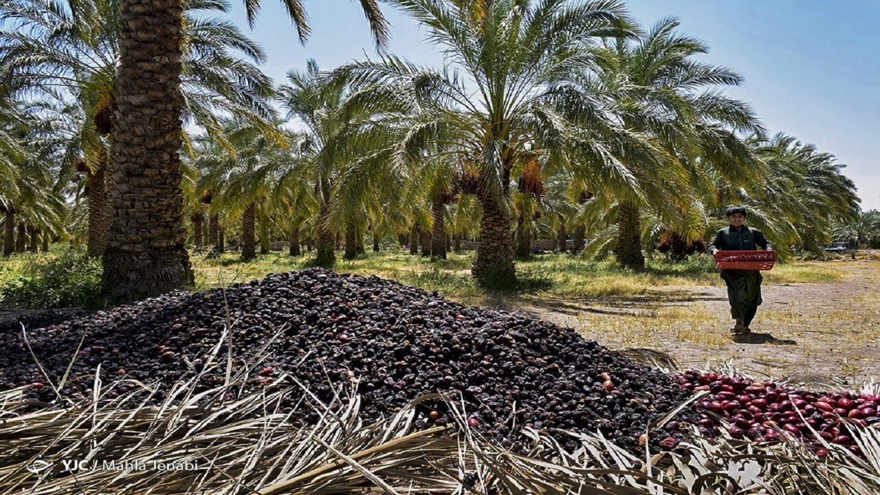 گردش مالی خرما بیش از ۱.۵ میلیارد دلار است 