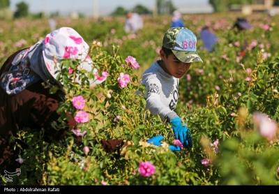 استان همدان قطب کشت و تولید گل محمدی 