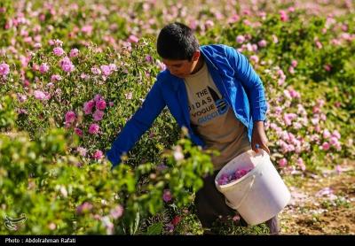 استان همدان قطب کشت و تولید گل محمدی 